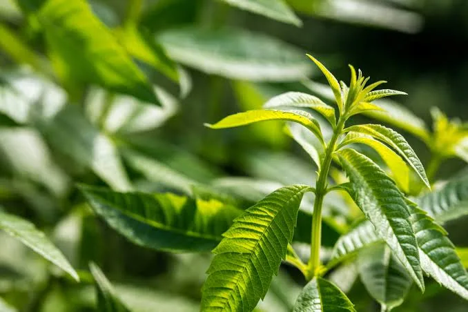 Verveine Odorante
