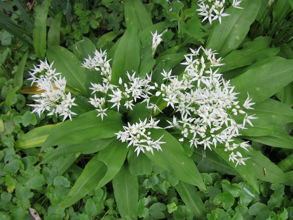 Ail des ours (Allium ursinum)