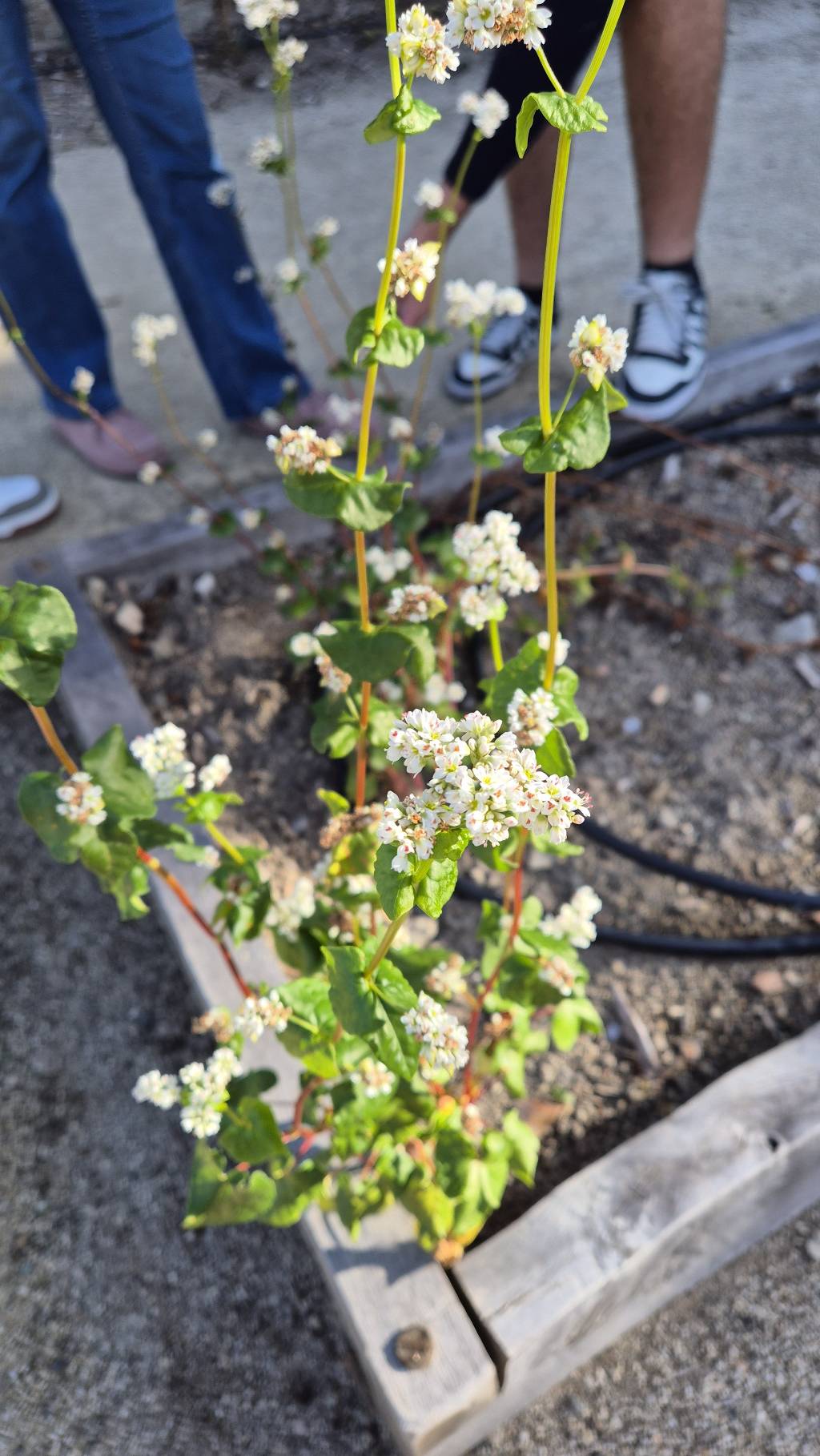 Sarrasin (Fagopyrum esculentum)