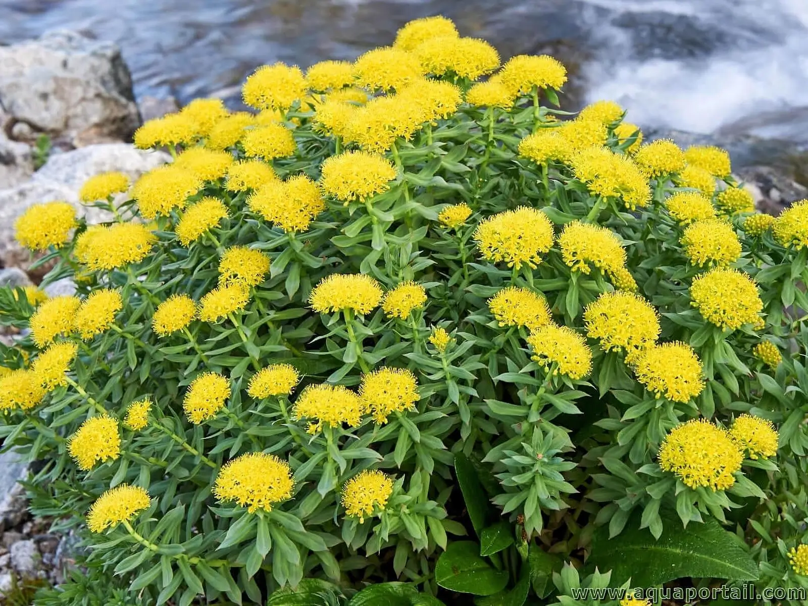 Rhodiola (Rhodiola rosea)