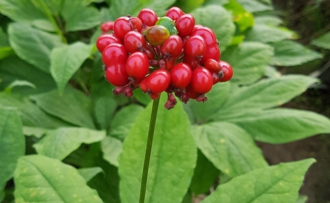 Ginseng (Panax ginseng)